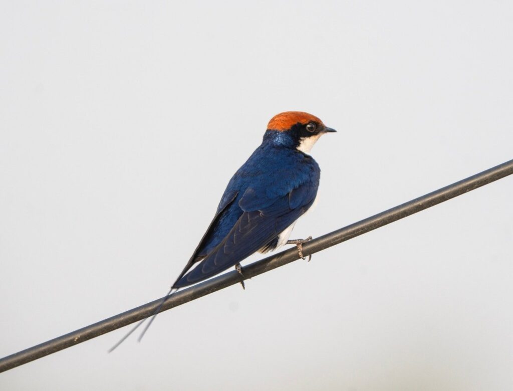 SwiftとKotlinを学ぶためのおすすめコースは？