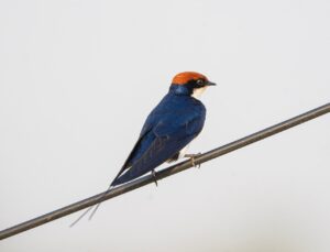 SwiftとKotlinを学ぶためのおすすめコースは？