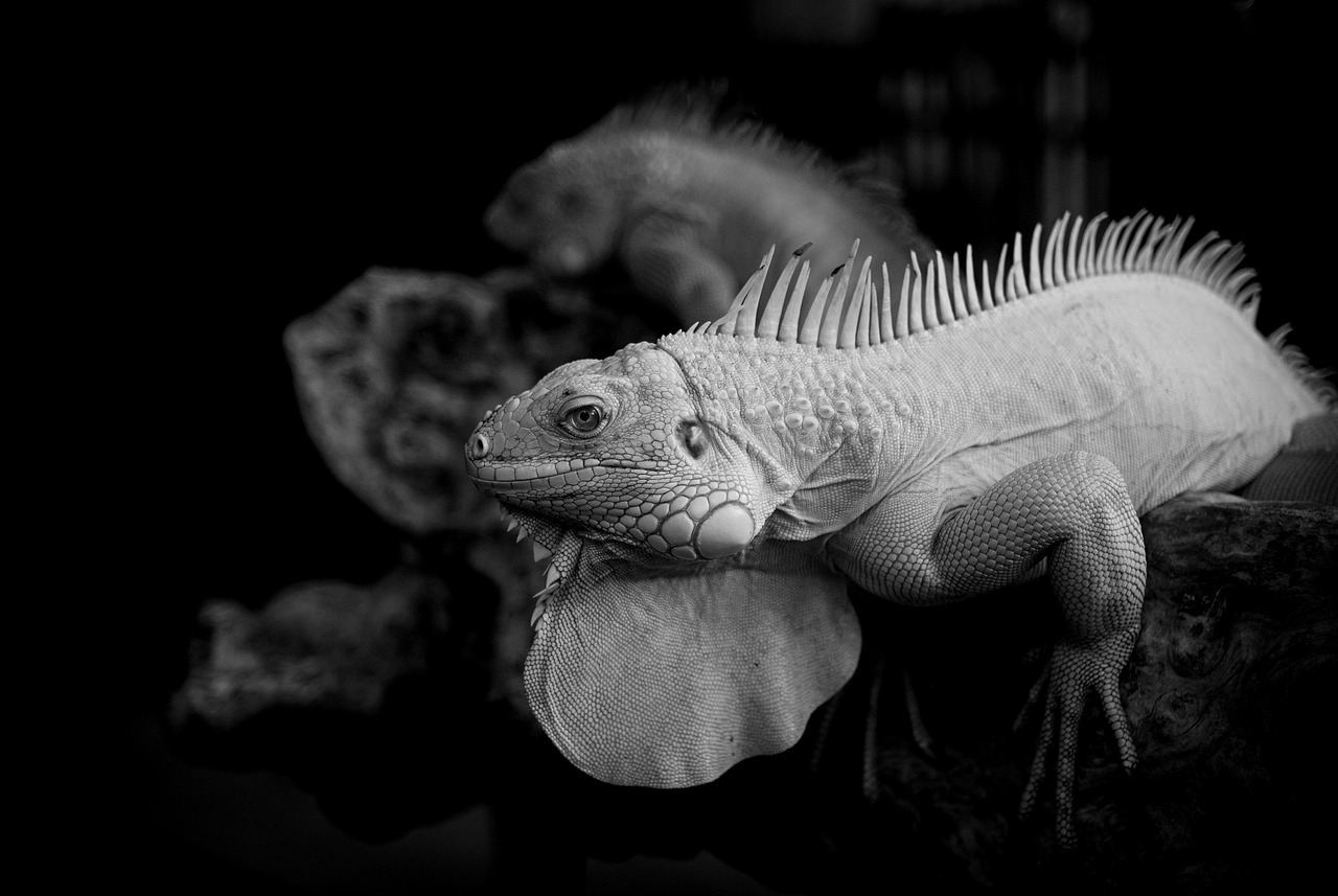 テックブーストのサービスを他のプログラミングスクールと比較するとどこが違う？