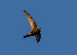 FlutterとSwift、未経験から転職するならどっちを学ぶべき？