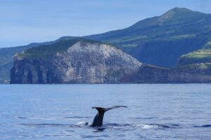 「dive into codeの口コミは本当に信頼できる？実際の体験談を徹底調査！」